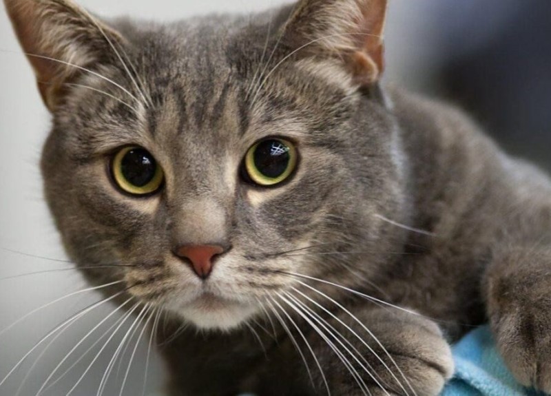 Как отучить кота царапать мебель и обои. Советы ветеринара