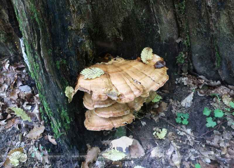 В Беловежской пуще найдет новый вид гриба для Беларуси. Вес может достигать 25-30 кг