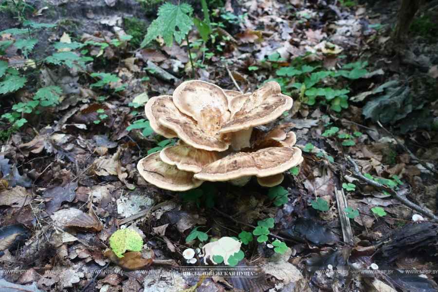 новый вид гриба для Беларуси. Вес может достигать 25-30 кг
