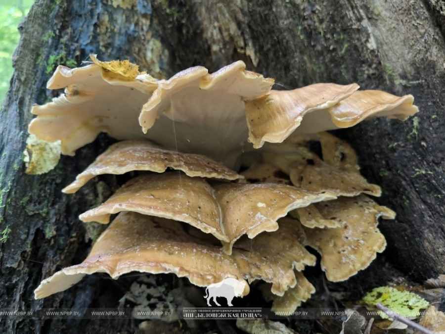 новый вид гриба для Беларуси. Вес может достигать 25-30 кг