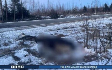 Водитель погиб в аварии с лосем в Дубровенском районе