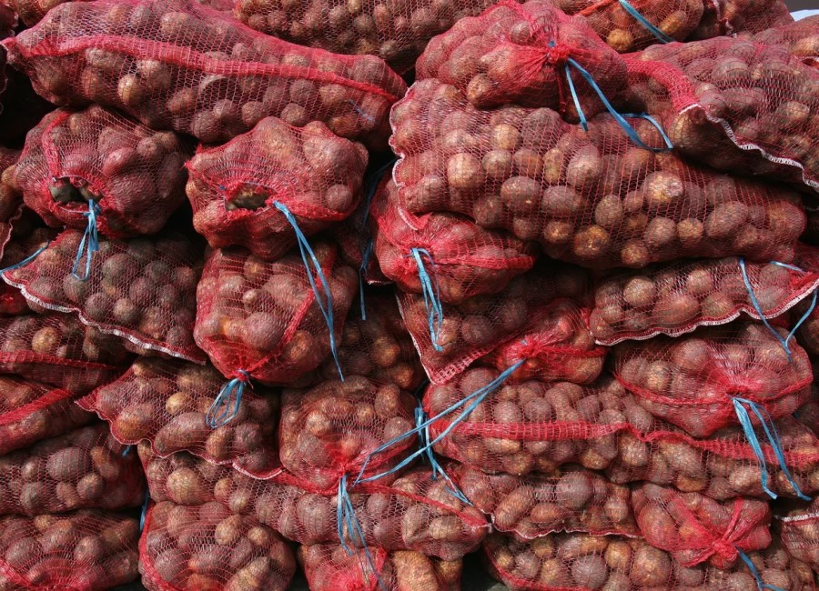 Правительство Беларуси снова ввело лицензирование экспорта картофеля