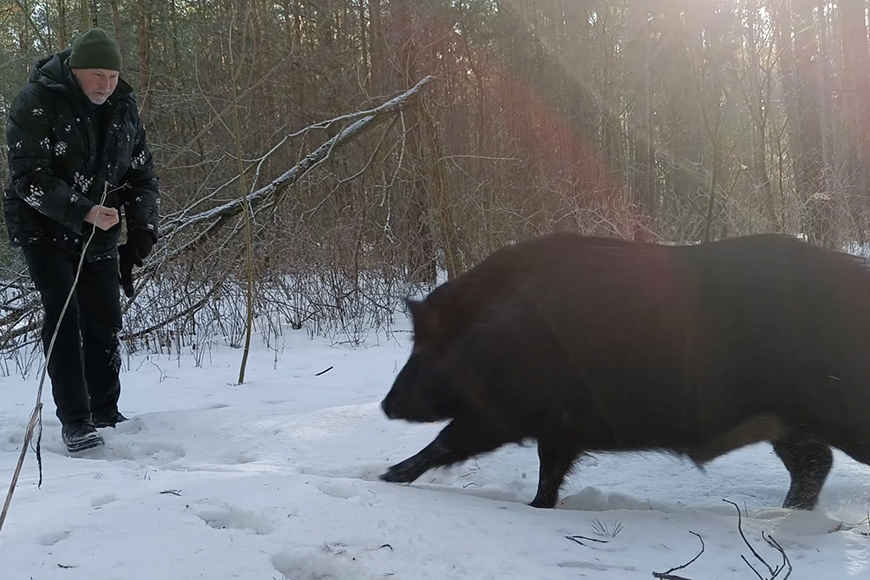 Как белорус приручил дикого кабана и заменил ему маму и папу