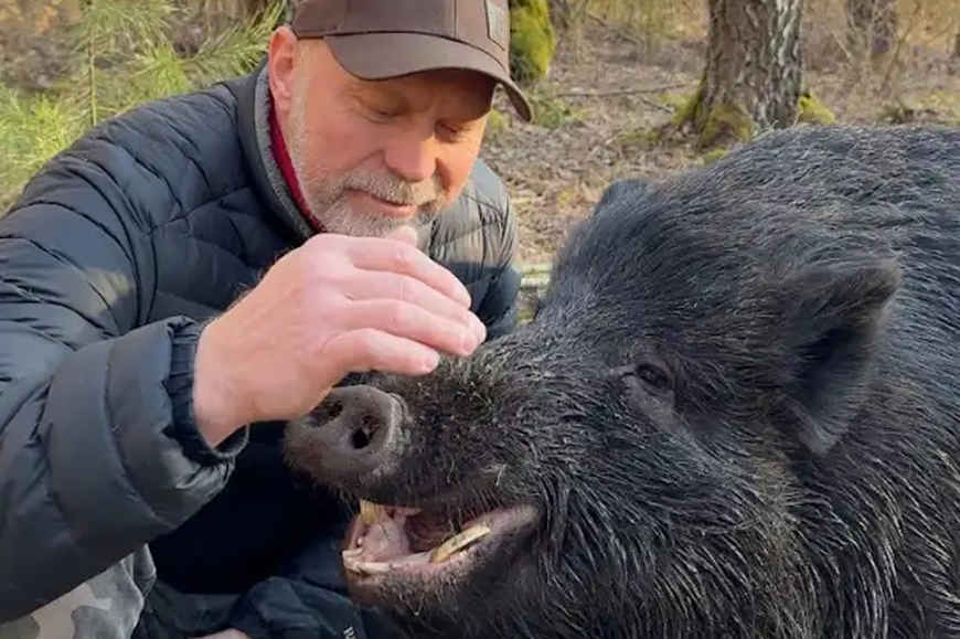Как белорус приручил дикого кабана и заменил ему маму и папу