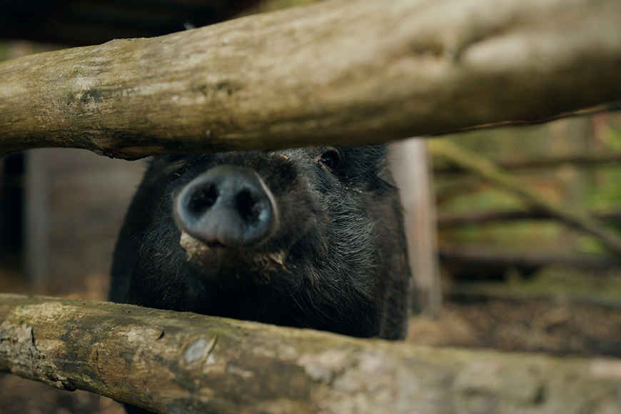 Как белорус приручил дикого кабана и заменил ему маму и папу