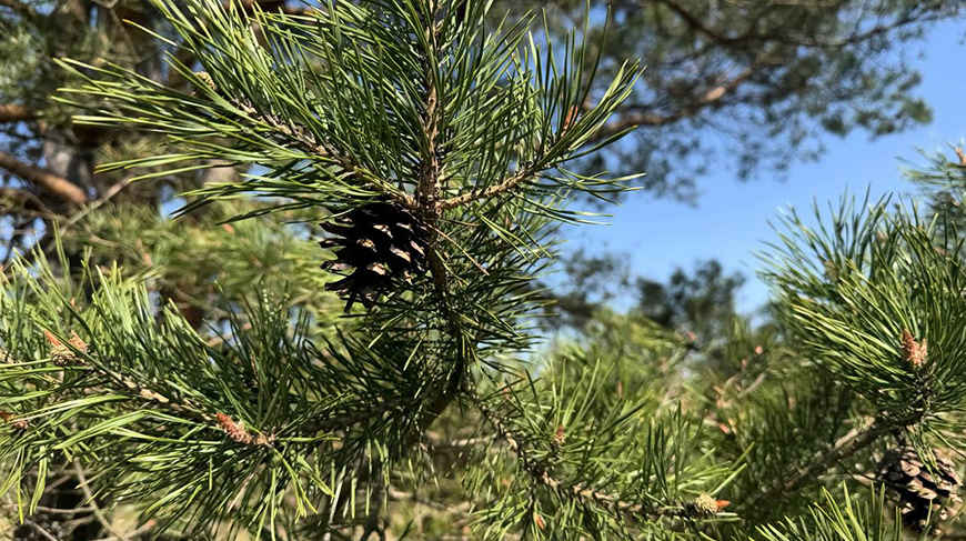 На ближайшей неделе дожди, грозы и мокрый снег

