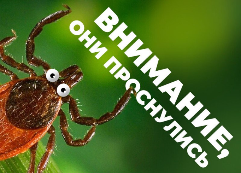 В Минске начался сезон активности клещей