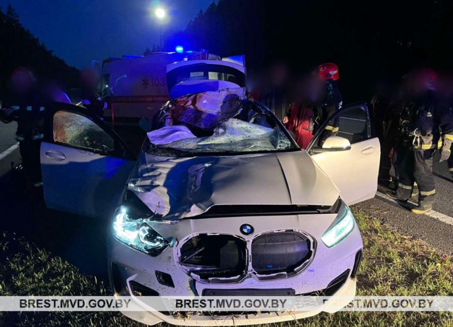 В Барановичском районе «BMW» сбил лося