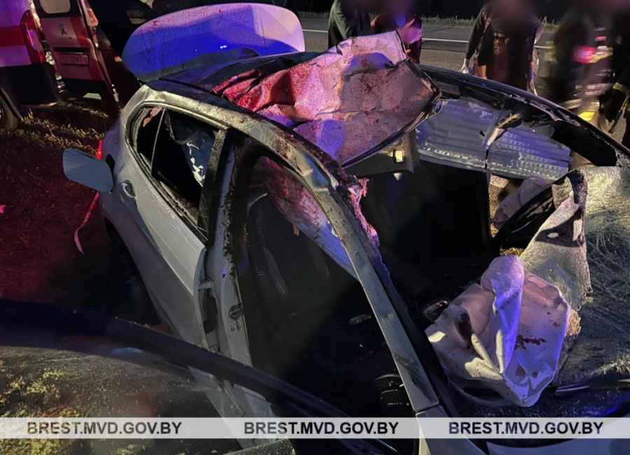 В Барановичском районе «BMW» сбил лося