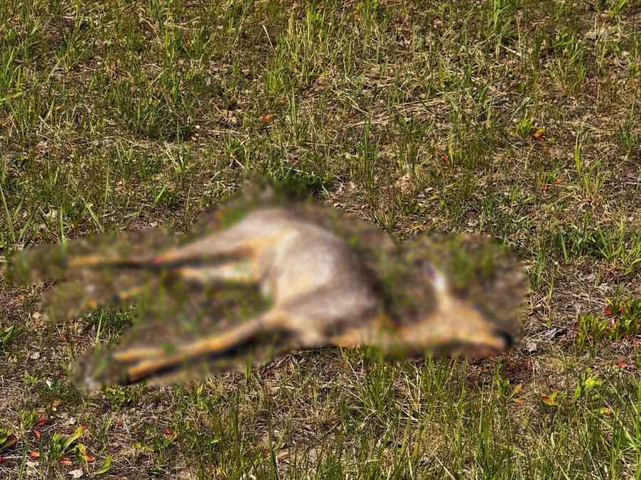 На трассе М-6 автомобиль BMW сбил косулю