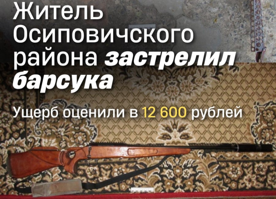 Мужчина застрелил барсука и теперь должен 12 600 рублей