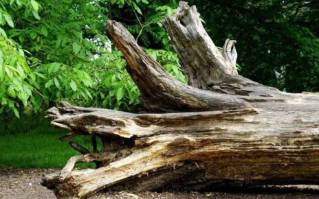 Как суд взыскал с коммунальщиков ущерб от падения дерева на автомобиль