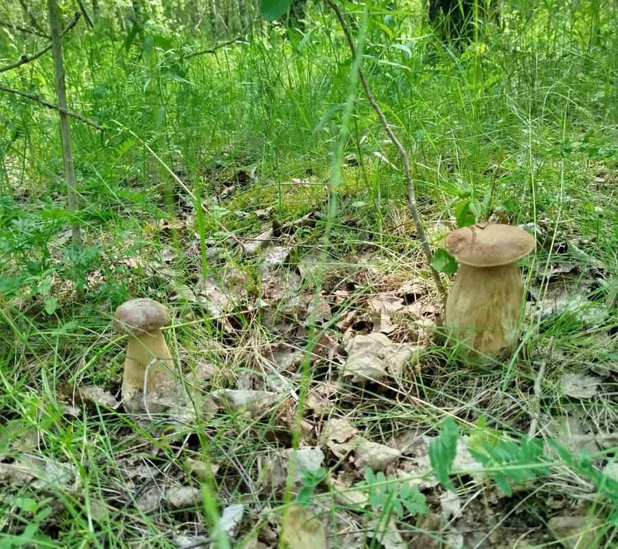 В Беларуси собирают грибы ведрами – узнали, где и какие