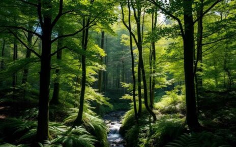 В 17 районах Беларуси ограничения на посещение лесов