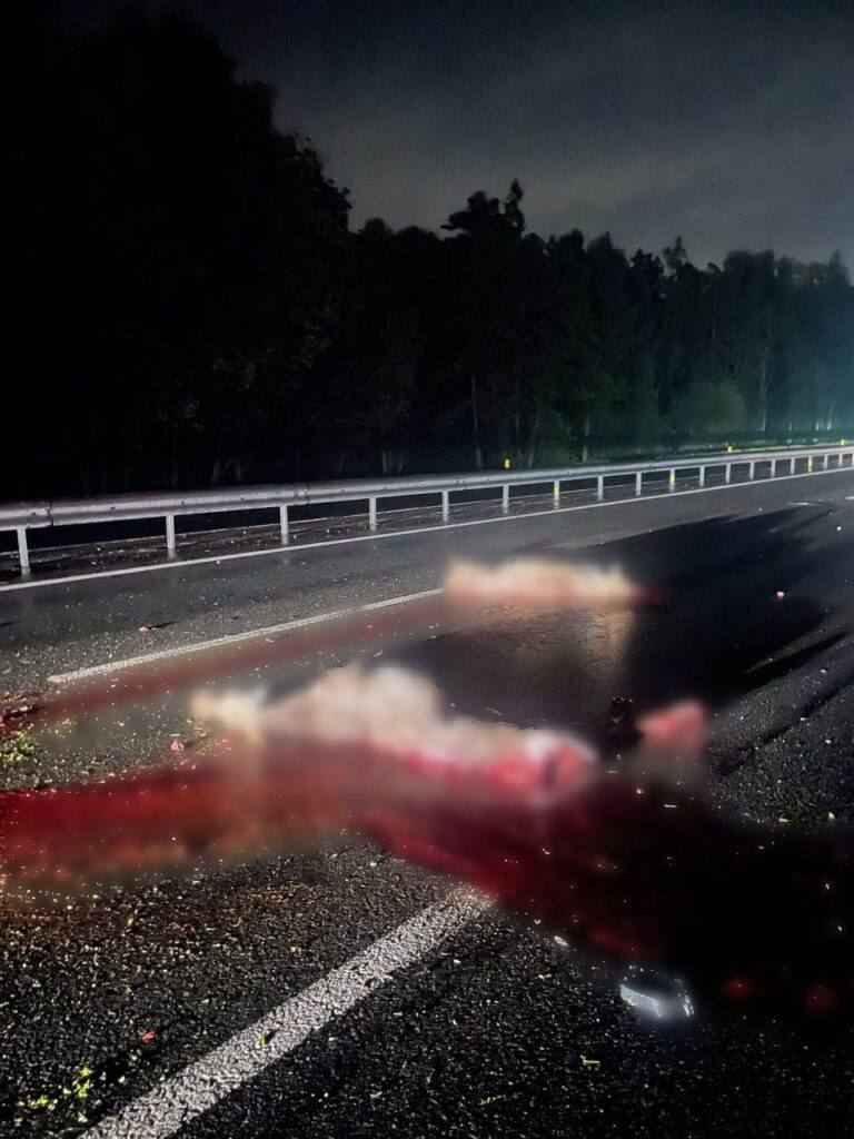 Тесла столкнулась сразу с тремя лосями в Минском районе