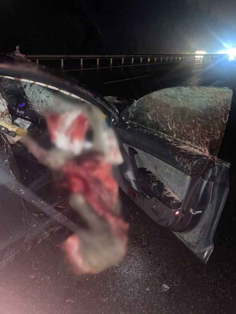 Тесла столкнулась сразу с тремя лосями в Минском районе