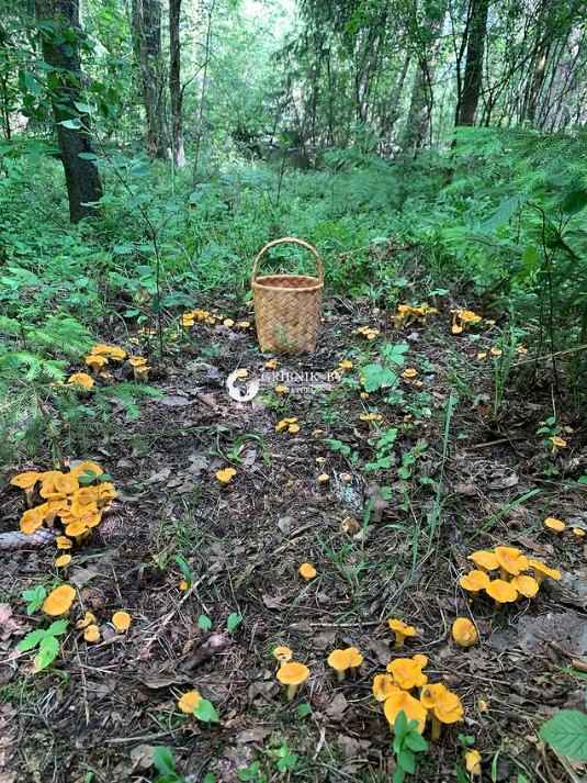 В Беларуси собирают грибы ведрами – узнали, где и какие