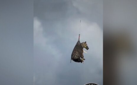 В США зебра сбежала от хозяина - возвращали на вертолете