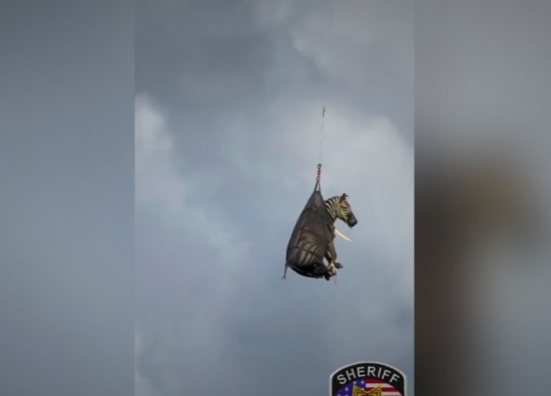 В США зебра сбежала от хозяина - возвращали на вертолете