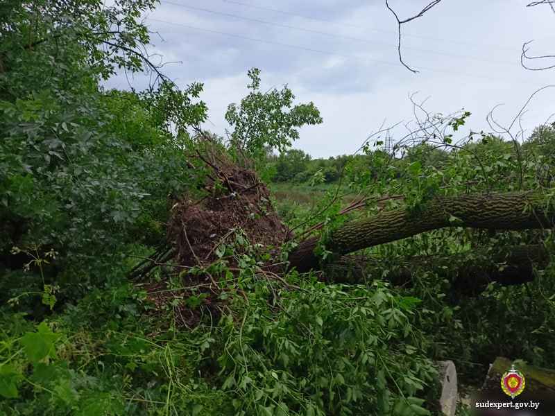 Из-за урагана в Могилеве погибла молодая женщина