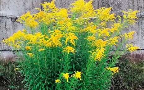 В Беларуси есть сорняк, за который можно получить штраф