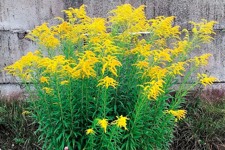 В Беларуси есть сорняк, за который можно получить штраф