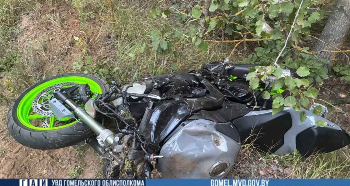 Мотоциклист врезался в лося и погиб в Гомельском районе