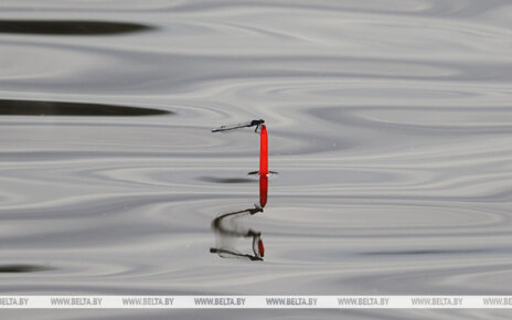 Какие штрафы в Беларуси за незаконную охоту или рыбалку, рассказали в Госинспекции