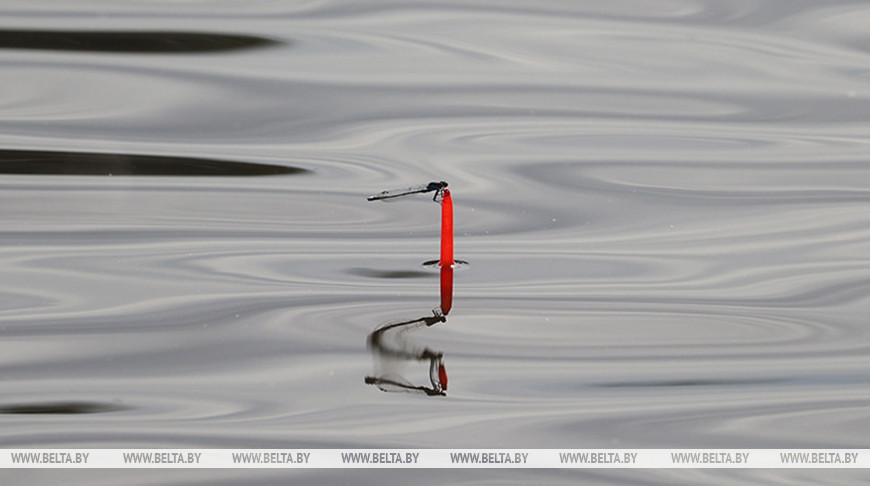 Какие штрафы в Беларуси за незаконную охоту или рыбалку, рассказали в Госинспекции