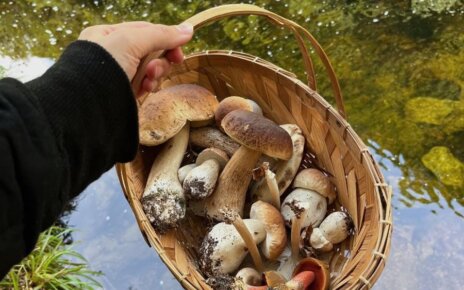 Какие грибы накапливают радиацию