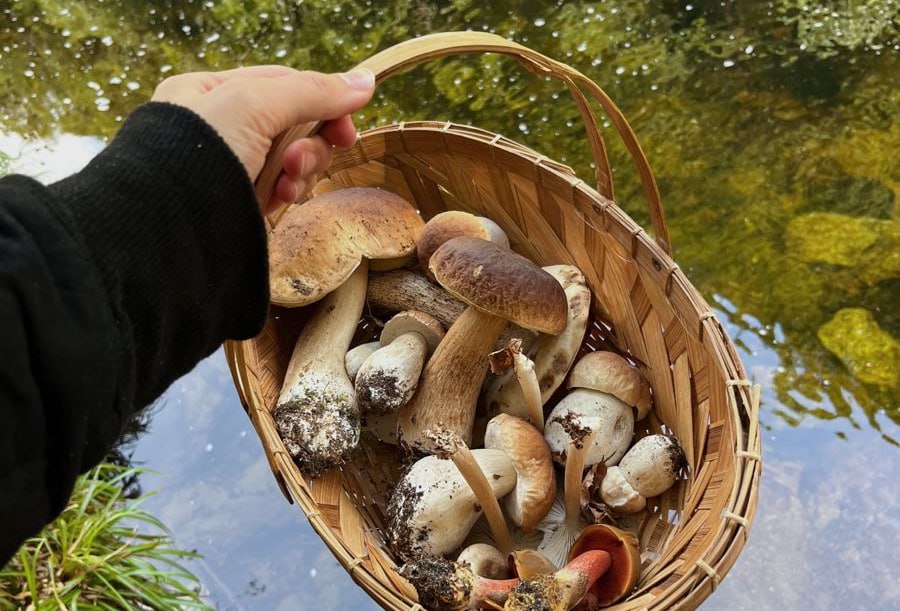 Какие грибы накапливают радиацию