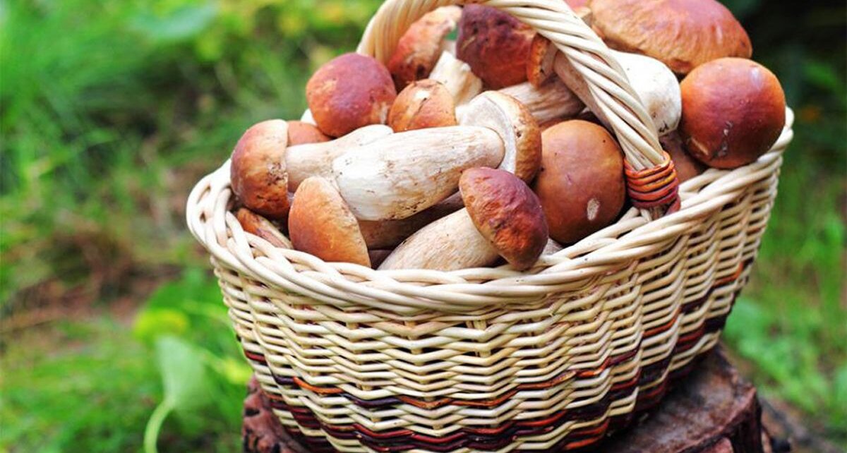 В Беловежской пуще планирую провести "грибные выходные"