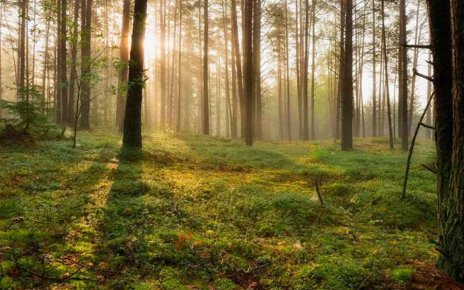 В двух районах Беларуси запрещено посещение лесов