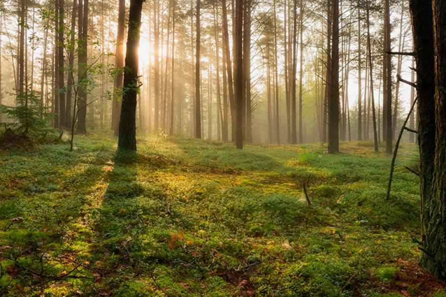 В двух районах Беларуси запрещено посещение лесов