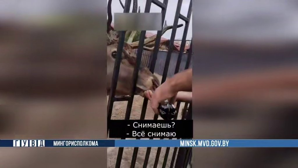 Напоили оленя колой и тягали за рога: фигуранты задержаны