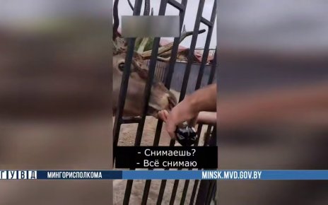 Напоили оленя колой и тягали за рога: фигуранты задержаны