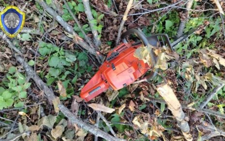 В Лельчицком районе погиб помощник вальщика леса