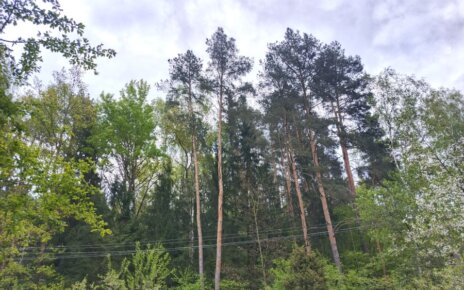 В большинстве районов Беларуси введены запреты на посещение лесов