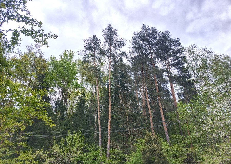 В большинстве районов Беларуси введены запреты на посещение лесов