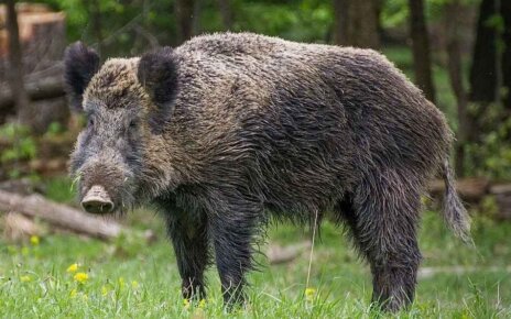 В Толочинском районе кабан убил человека