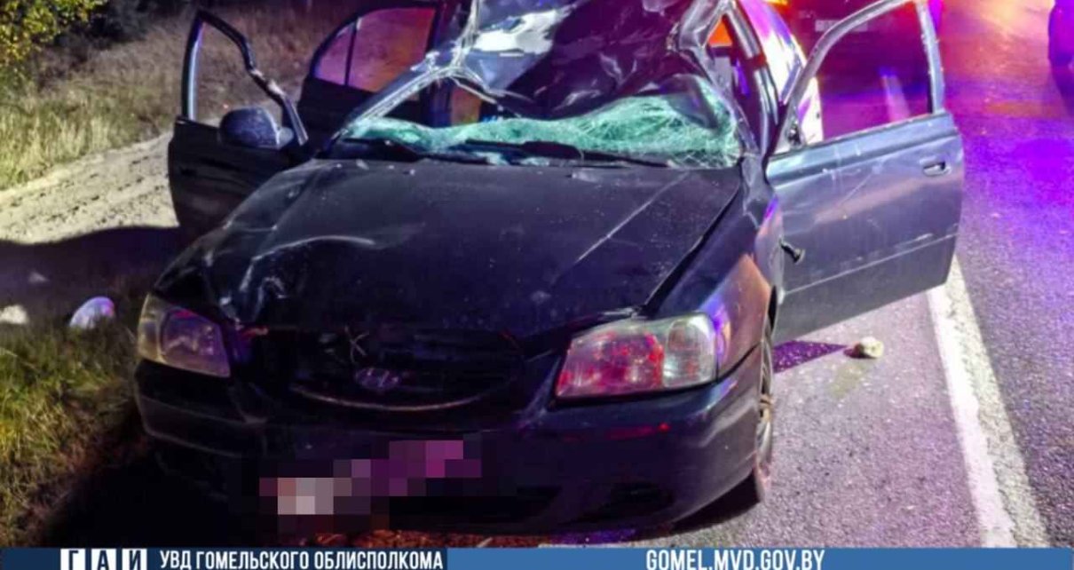 В Калинковичском районе в аварии с лосем погиб пассажир авто