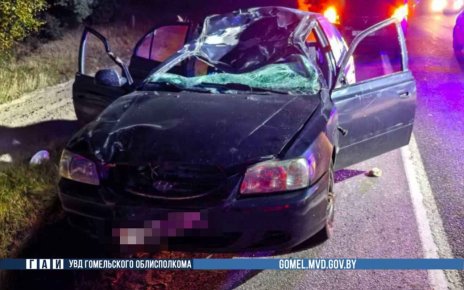 В Калинковичском районе в аварии с лосем погиб пассажир авто