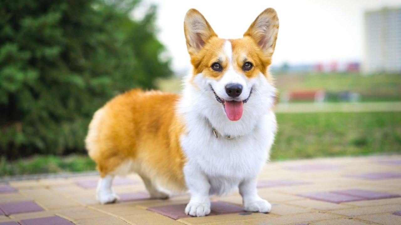 Налог на собаку: как он изменится и какая льгота будет действовать в 2026 году Налог на собаку: как он изменится и какая льгота будет действовать в 2026 году