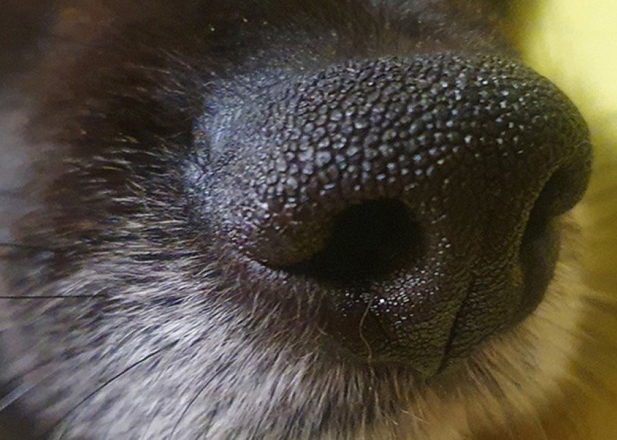 Что будет за выгул собаки без поводка и намордника? Примеры из судебной практики