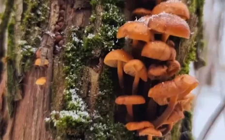 Белорус уже нашел в лесу свежие грибы