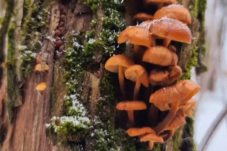 Белорус уже нашел в лесу свежие грибы