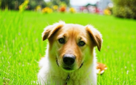 Кому не надо платить налог за собаку, рассказали в МНС