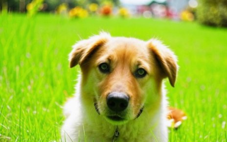 Какие документы нужны для регистрации домашнего животного?