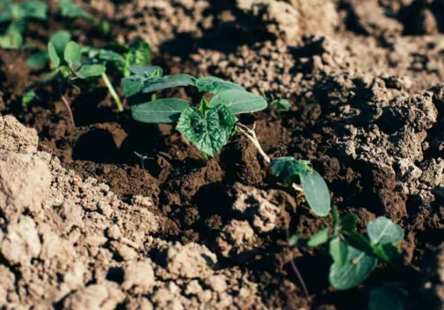 Когда сажать огурцы? Секреты успеха для щедрого урожая