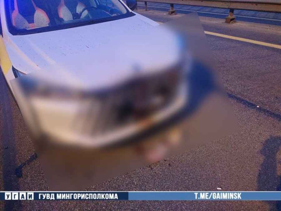 На МКАД такси врезалась в косулю